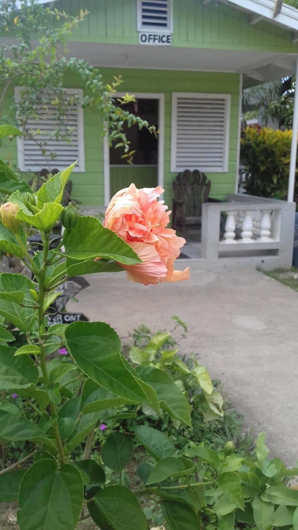 Roots Bamboo Beach Resort Negril Exterior foto